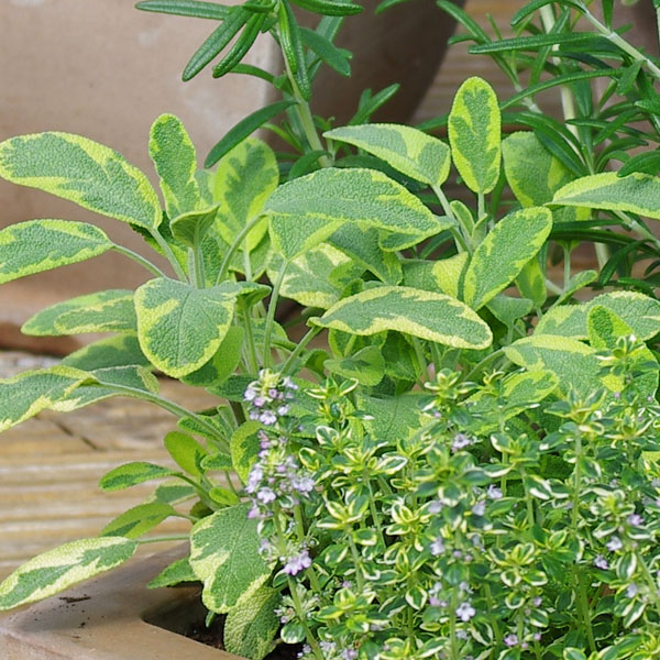 Salbei (Salvia officinalis) - Gartenkraut mit Heilwirkung, eine robustet Heilpflanze